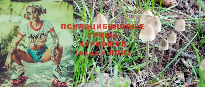 Псилоцибиновые грибы Psilocybe  магазин продажи   Нарьян-Мар 